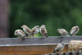 House Sparrow