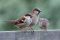 House Sparrow