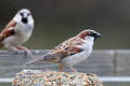 House Sparrow