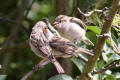 House Sparrow