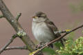 House Sparrow