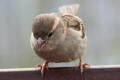 House Sparrow