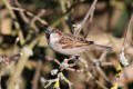 House Sparrow