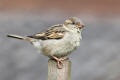 House Sparrow
