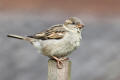 House Sparrow image from gardenbirdwatching.com