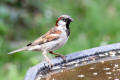 House Sparrow