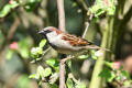 House Sparrow