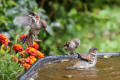 House Sparrow