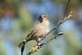 House Sparrow