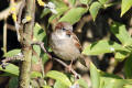 House Sparrow