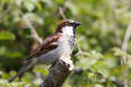 House Sparrow