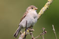 House Sparrow