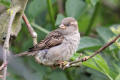 House Sparrow