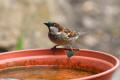 House Sparrow