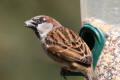 House Sparrow