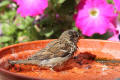 House Sparrow