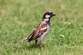 House Sparrow