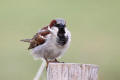 House Sparrow image from gardenbirdwatching.com