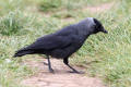 Jackdaw