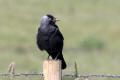 Jackdaw