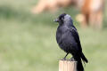 Jackdaw image from gardenbirdwatching.com