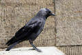 Jackdaw