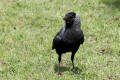 Jackdaw