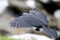 Jackdaw