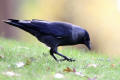 Jackdaw