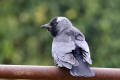 Jackdaw