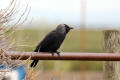 Jackdaw