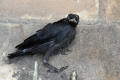 Young Jackdaw