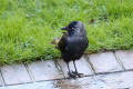 Jackdaw