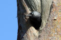 Jackdaw nesting in old Woodpecker hole