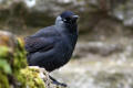 Jackdaw