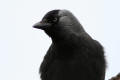 Jackdaw