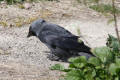 Jackdaw