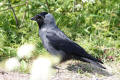 Jackdaw