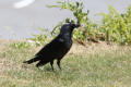 Jackdaw