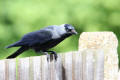 Jackdaw