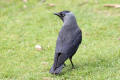 Jackdaw