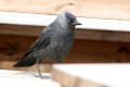 Jackdaw