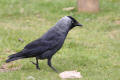 Jackdaw