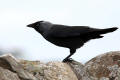 Jackdaw