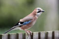 Jay image from gardenbirdwatching.com