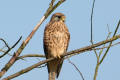 Kestrel