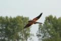 Kestrel