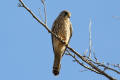 Kestrel