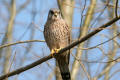 Kestrel