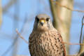 Kestrel